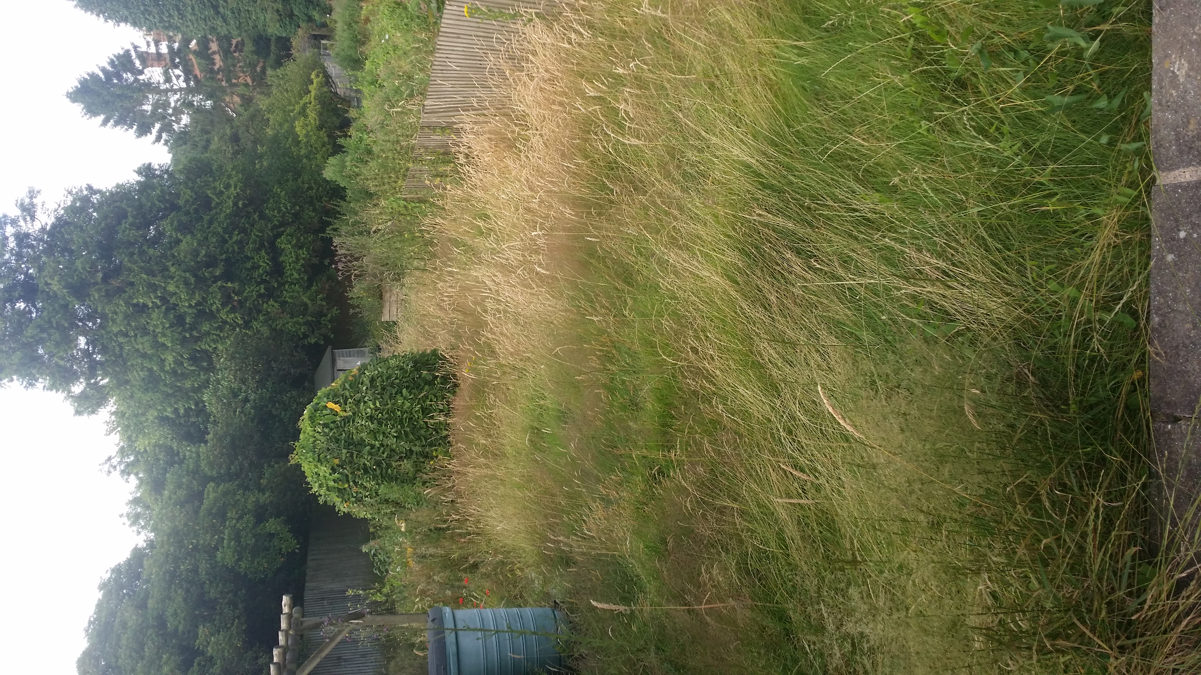 grass lawn in need of cutting
