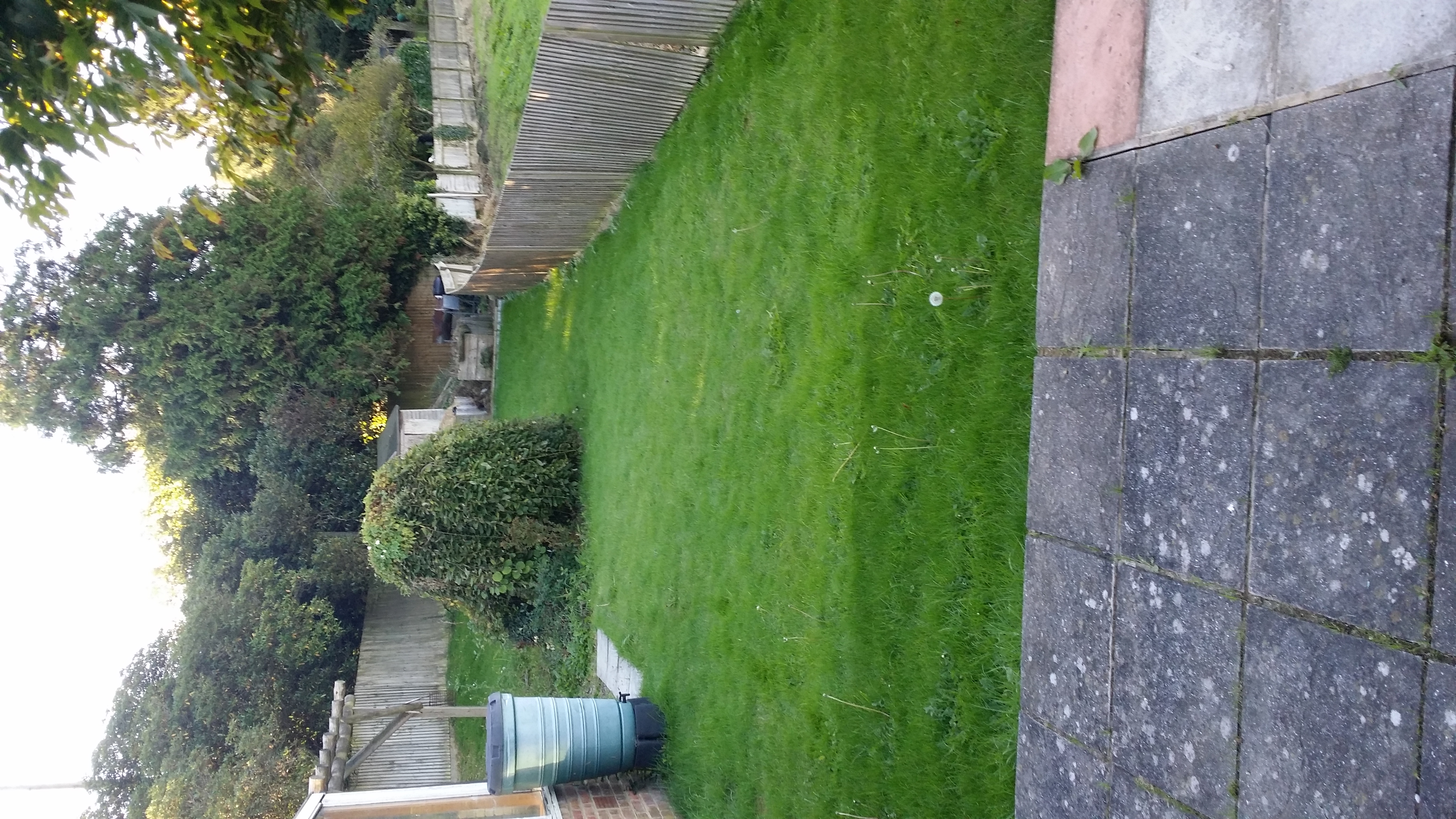 grass lawn recovered