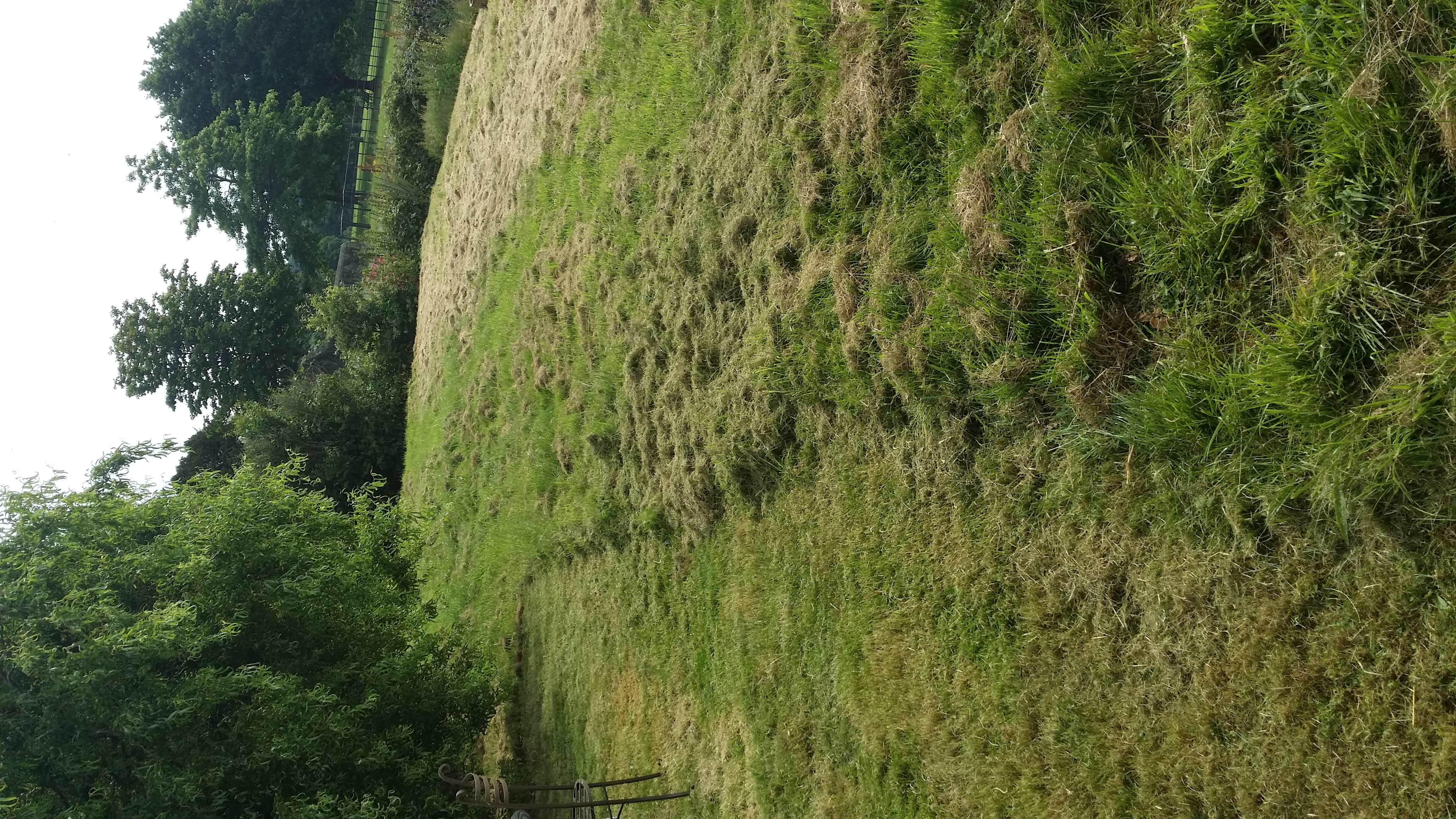 grass terrace in need of cutting