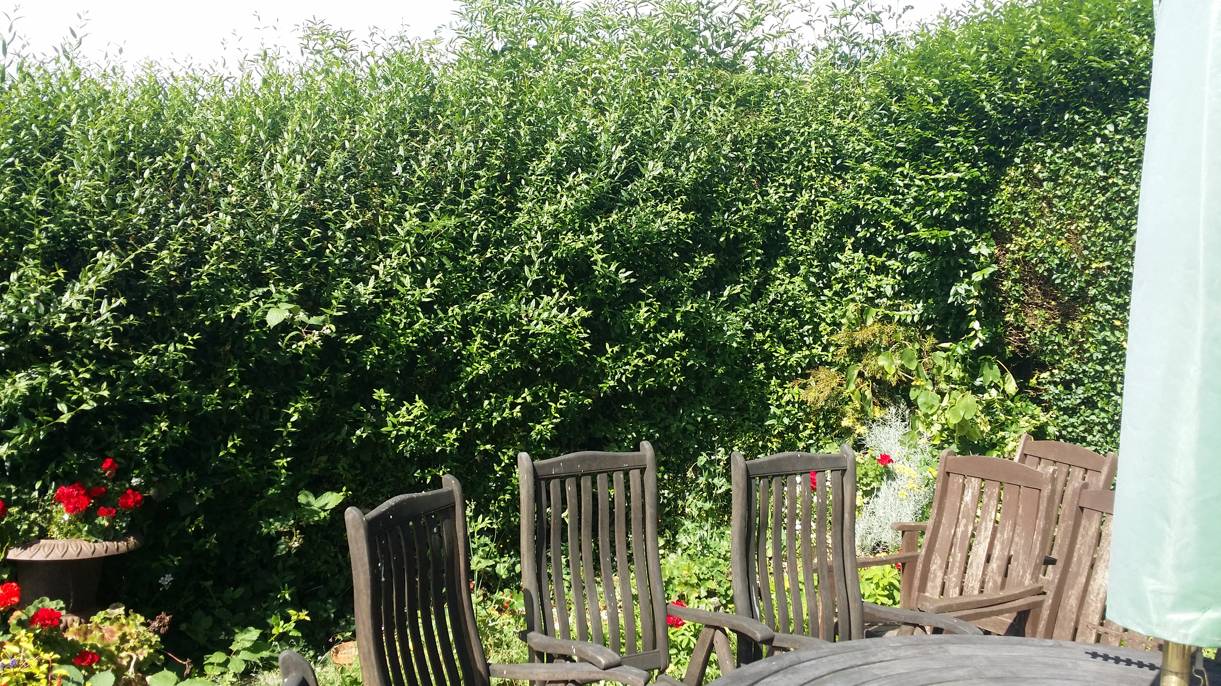 hedge  trimming