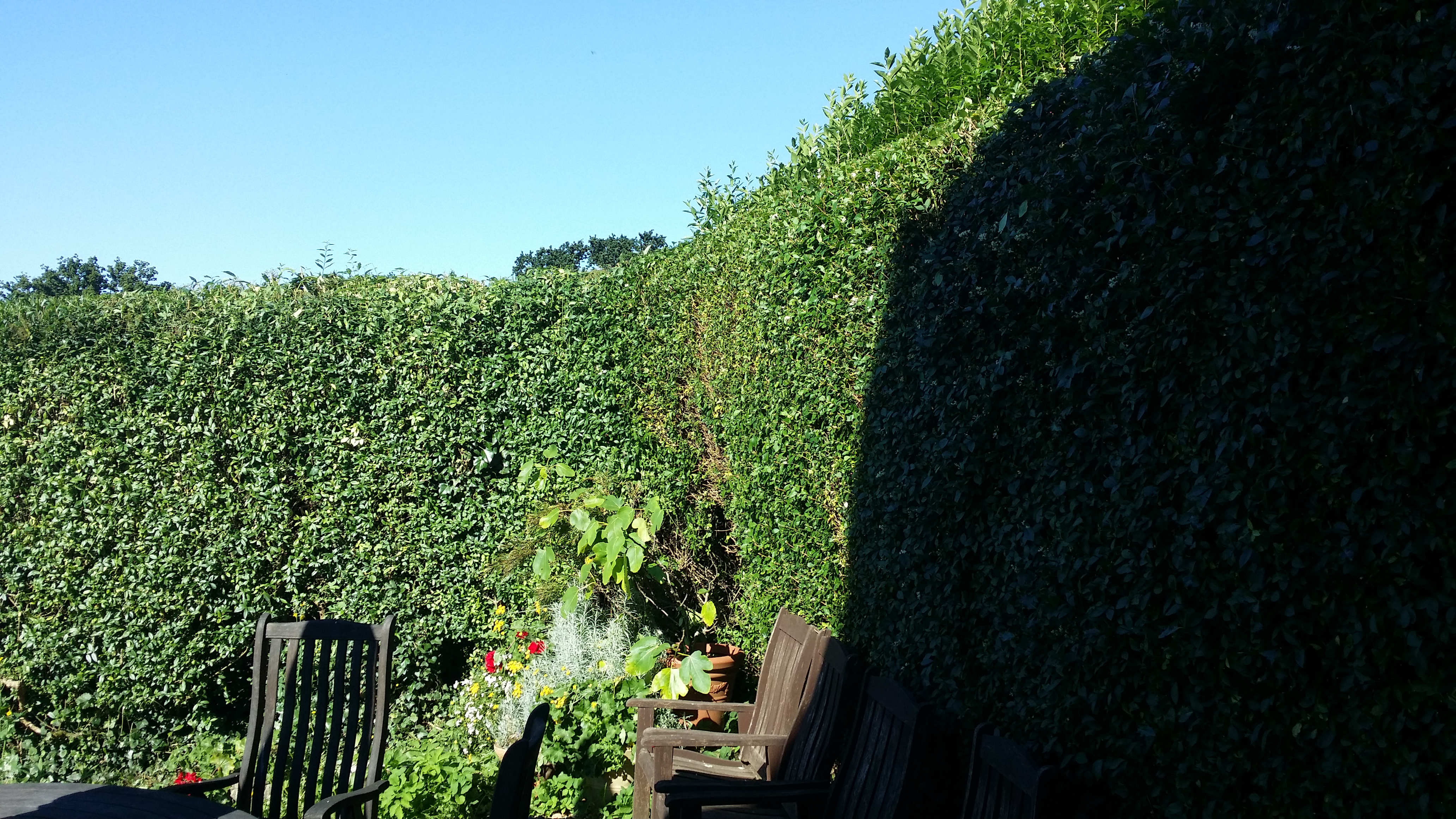 hedge trimmed